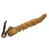 Cordyceps sinensis
