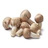 Agaricus subrufescens (ex ABM)