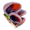 Auricularia a. j.