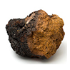 Inonotus obliquus (chaga)