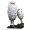 Coprinus comatus