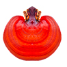 Ganoderma lucidum (Reishi)