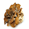 Grifola frondosa (Maitake)