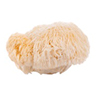 Hericium erinaceus