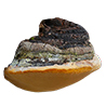 Phellinus linteus e ignarius