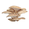 Pleurotus ostreatus