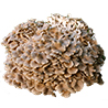 Polyporus umbellatus