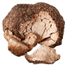 Poria cocos