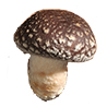 Lentinula edodes (Shiitake)