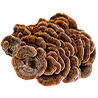 Trametes versicolor (ex Coriolus)